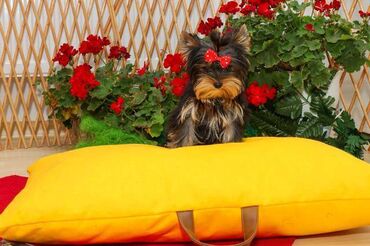Psi: Yorkshire terijeri (Yorkie) – štenad Na prodaju preslatka štenad mini — 5