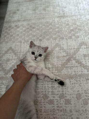 продам ячмень оптом: Скотиш Страйт (Шотландиялык тик кулактуу), 6 айлык, Ургаачы, Ак, Лотокко барууга үйрөтүлгөн, Курттардан тазаланган, Документтери менен