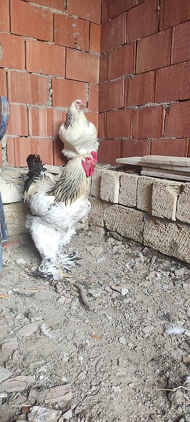 brama cucə satışı: Toyuq, Brama, Damazlıq — 1