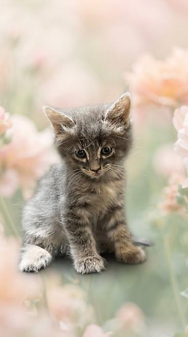 приют котят: ❤️ В добрые руки отдаются очаровательные котята! 🐱 Есть и мальчики, и — 2