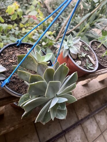 Otaq bitkiləri: Her biri ucuz kimete Gencededi catirma var size yaxin yere ancag — 65