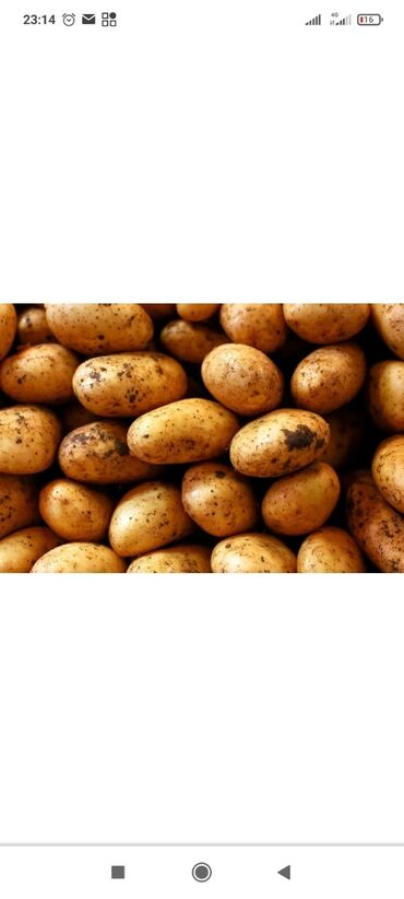 картошка риверо: Картофель сорт Желе Доставка по городу бесплатно Оптом и в розницу
