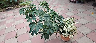 elde gul sekilleri: Bitki: Schefflera (Umbrella plant) – yaşıl və alacalı (variegat) — 2