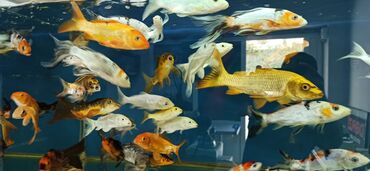 Koi, Sülhsevər