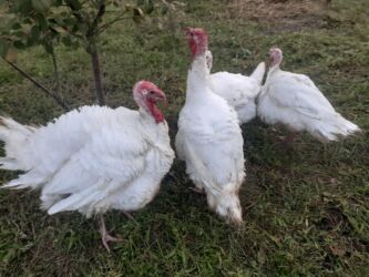 Digər quşlar: Biq6 hinduşqaları ən ağır çəkili hinduşqalardı təmiz qandılar.Xiruzlar — 7