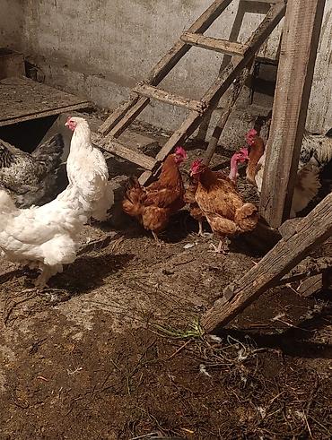прием кукурузы: 9 кур 1 петух 8000 за всех — 1