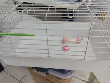 кане корсо в баку: Dovşan ve xamyak ve deniz donuzu üçün istifade edile biler XL ölçü su