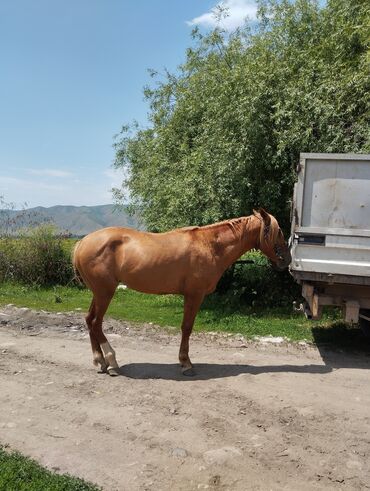 лошадь польша: Продаю | Конь (самец) | Дончак | Конный спорт | Племенные