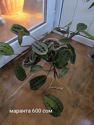 комнатные растения бишкек инстаграм: Комнатные растения, цветы, район филармонии, все вопросы в Вацап — 3