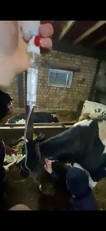 кой кана: 🐄🐑 Ветеринардык кызматтар 🐎🐐 ✔️ Кой, уй, жылкы, эчкилерди кароо жана — 9