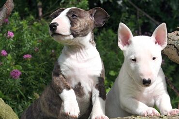 prsluk za pse prodaja: Muški i ženski štenci Bul terijera za udomljavanje Divni muški i