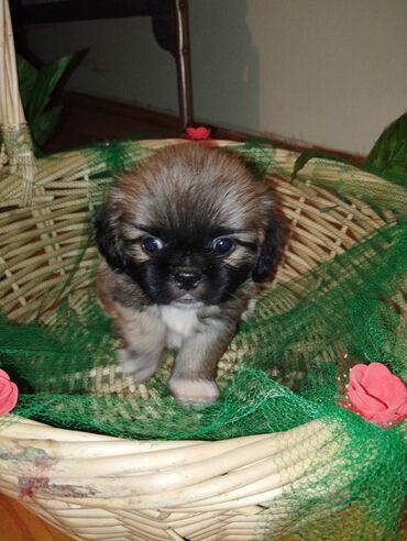 albay itleri: Pekines, 1 ay, Erkek, Ünvandan götürmə