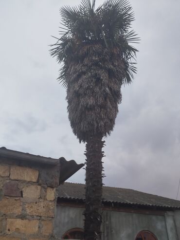limon ağacı satışı: UZUNLUQU BİLİNMİR BÖYUK PALMADİ QƏDİMİ AĞACDİ🌴