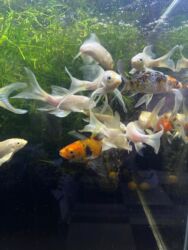 Аквариумы: Здравствуйте! 🌿 Вас приветствует магазин аквариумистики Green Aqua. У at lalafo.kg — 8 Аквариумы: Здравствуйте! 🌿 Вас приветствует магазин аквариумистики Green Aqua. У — 8