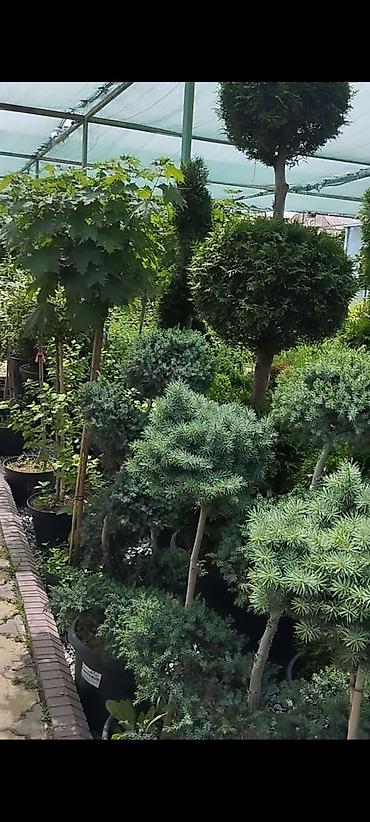 Дизайн, проектирование: Дизайн | Дома — 5