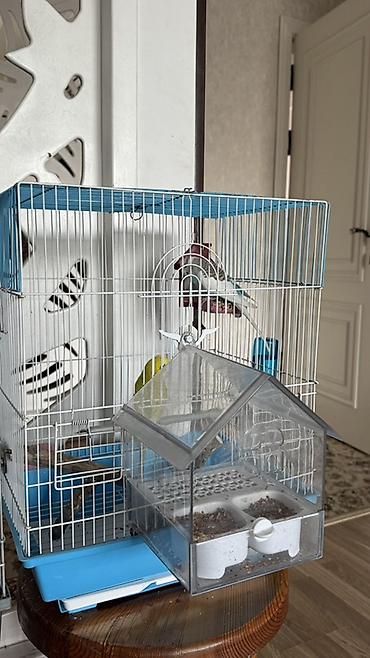 клетка для голубей: Клетка для декоративных птиц (подходит для волнистых попугаев — 2