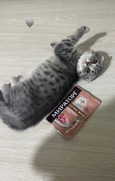 сиамский вислоухий кот цена: Скотиш Фолд (Шотландская вислоухая), 1 месяц, Девочка, Серый, С прививками