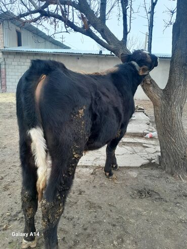 Коровы, быки: Продаю | Бык (самец) | На откорм | Привязанные — 1