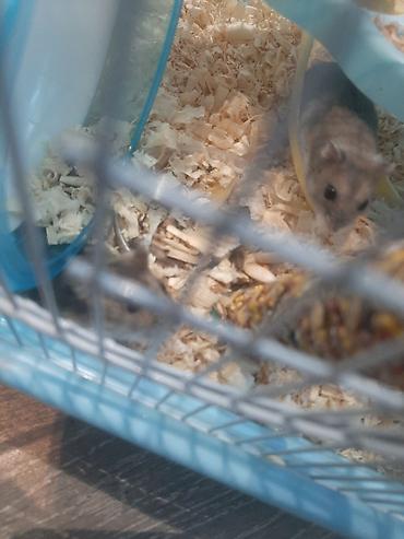 Gəmiricilər: Hamster ailəsi yuva ile birge satilir.umumilikde 5 i kicik olmaqla — 3