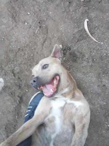 pitbul itlər: Pitbul, 2 il, Erkək — 1