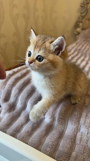 Кошки: Шиншилла, Самка, В добрые руки — 4