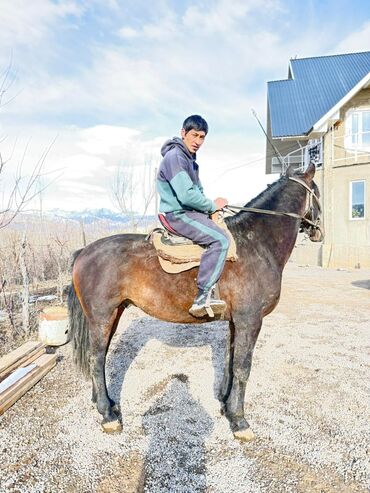 Лошади, кони: Продаю | Конь (самец) | Рабочий — 4