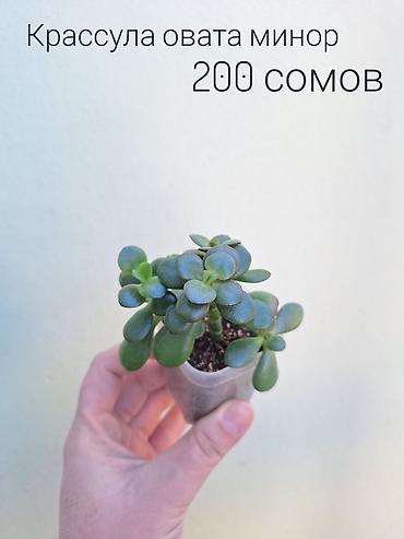 Другие комнатные растения: • Комнатные растения (укоренённые черенки/детки/молодые — 19