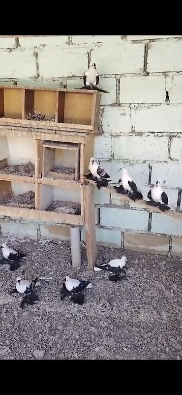 göyercin yuvası: Məhsul: Qara-ağ rəngli, uzun tüklü ayaqlı bəzək göyərçinləri — 2