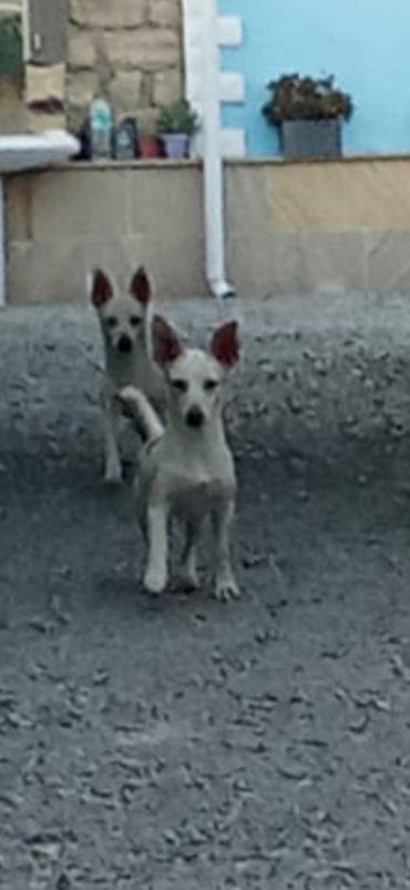 naxcivan it elanlari: 1 ay, Erkək, Ödənişli çatdırılma, Rayonlara çatdırılma, Ünvandan götürmə — 4