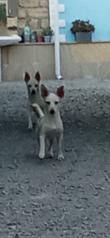 doyuş iti: 2 ay, Dişi