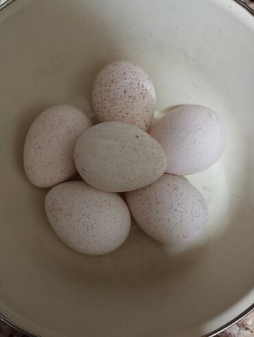 Yumurta: Mayalı hinduşka yumurtaları satılır,ədədi 2 Azn.Ünvan:Bakı (Biləcəri)