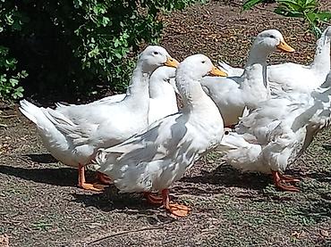 pekin ördeği: Ağ Pekin ördəkləri – yumurta və ətlik istiqamət - Cins: Ağ Pekin - — 3