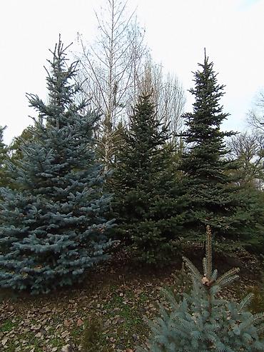 Декоративные деревья: Продаются ели голубые, зелёные, вечнозелёные самшиты, туи, сосны — 1