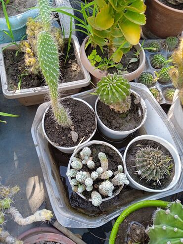 Кактусы: Продам кактусы — 4