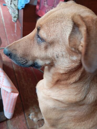 itler doberman: 3 ay, Dişi, Cütləşmə üçün, Ünvandan götürmə