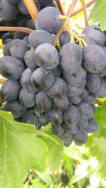 Meyvə və giləmeyvə: Məhsul: Avatar kişmişi (uzun, barmaq formalı qara üzüm sortu) - — 12