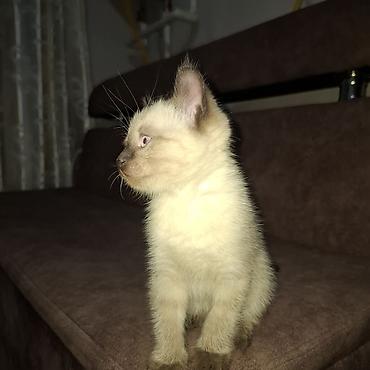 кошки сиамская: Кошка даром: Сиамская, 2 месяца, Мальчик — 3