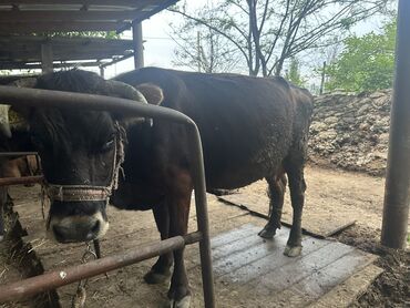 животные карова: Продаю | Корова (самка) | Для разведения, Для молока