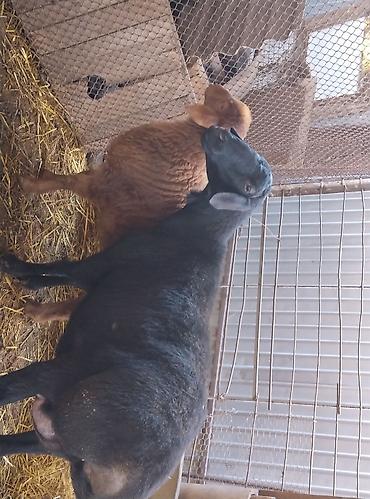 Баран, овца: Продаю | Овца (самка) | Для разведения | Племенные — 9