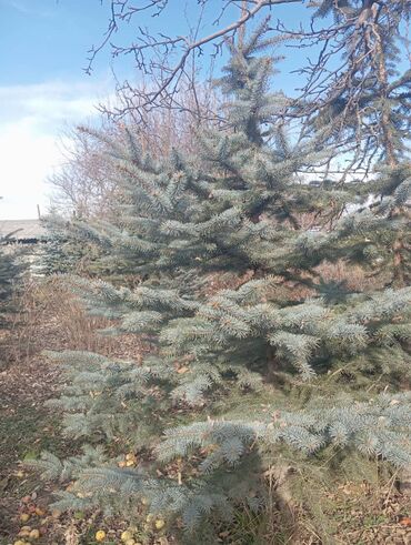 Декоративные деревья: Саженцы деревьев: Ели — 2