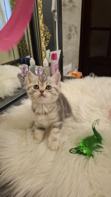 Pişiklər: Britaniya və Scottish və digər növlərin bala pişikləri var. Qiymətləri — 13