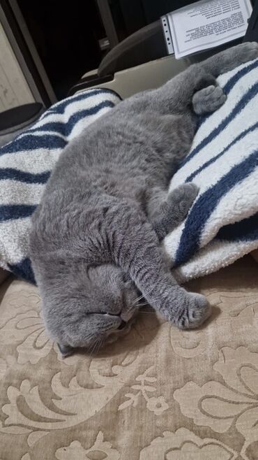 британские котята черные: Британская, Самец, В добрые руки, Самовывоз, Платная доставка