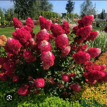 Үй жана бакча үчүн баардык: Көчөттөр гүлдүн: Гортензиялар