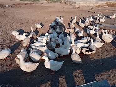 heyvanlar quslar: Yumurtlayan Pekin ördəkləri, 150 ədəd fərə, 50 ədəd erkək. 7 aylıqdır — 3