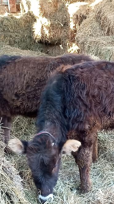 Коровы, быки: Продаю | Тёлка | Для разведения — 5