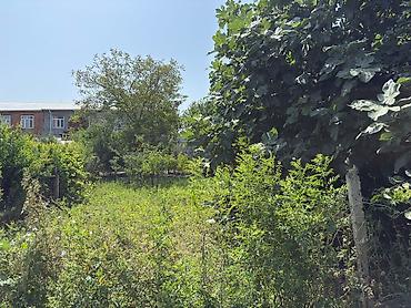binede torpaq kupcali: 4 sot, Tikinti, Barter mümkündür, Kupça (Çıxarış), Bələdiyyə, Texniki pasport — 5
