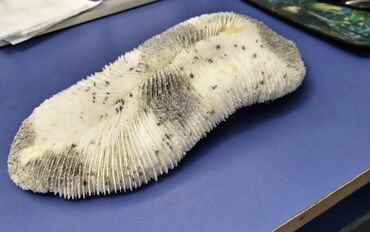 Другие предметы коллекционирования: Коралл натуральный
