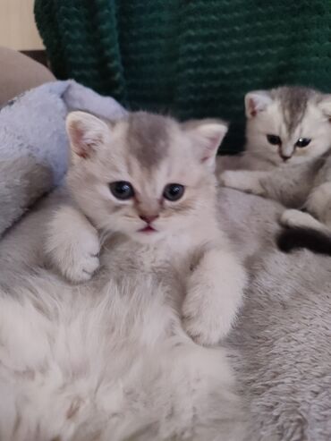 Pişiklər: 200 manatdan başdıyan qiymətlər 1000 manata kimi. Qiymət pişiyin — 7