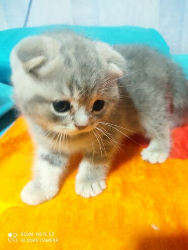 Pişiklər: Şotland, Erkək, Dişi, Yaxşı əllərə, Ünvandan götürmə — 18