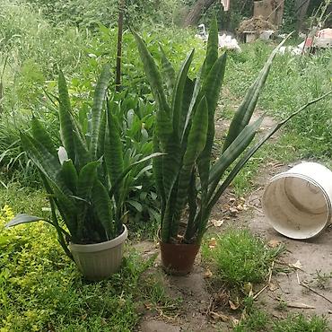 пеларгония: Пеларгония (герань) в горшках + пеперомия вариегатная (Peperomia — 6
